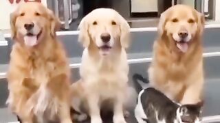 Ох уж эта семейная идилия)