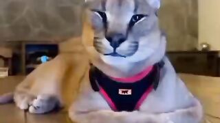 Кот-говорун.))