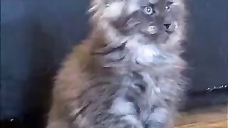 Необычный красавчик.))