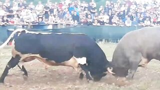 Jelenko vs Peran