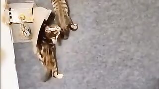 Тренировка подрастающего поколения!)