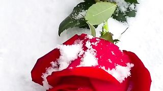 Алая роза на снегу