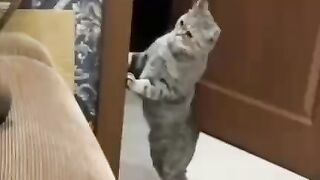 Хороший кот Барсик)))