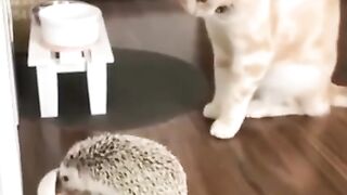 Прикольное видео о животных.