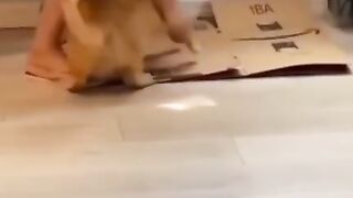 Ну очень умный кот!))))