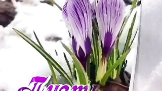 С Первым Днём Весны!
