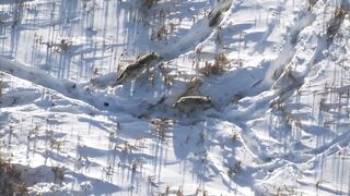 Пара полярных волков атакует стадо бизонов.