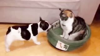 Невозмутимый кот.))))