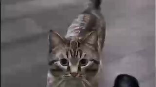 Обидели котика)))
