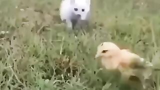 Игривые малыши.:))