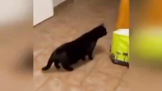 Пугливый кот.:))