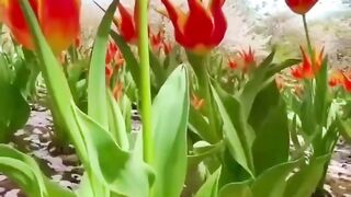 Весенние цветы.