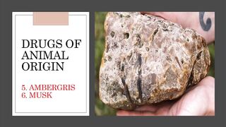 Ambergris and Musk || Drugs of animal origin