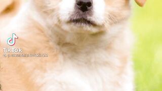 Cute Dog |2023 Funny video