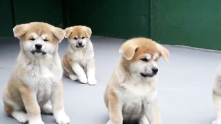 FILHOTES DE AKITA INU