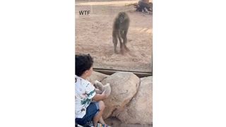 Monkey and Kid