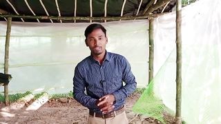 Best Bamboo growth
