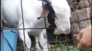 Funny Animals | #animals #funny #funnyvideos