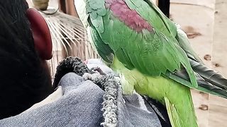 My Green Raw Parrot Came To Shopping With Me