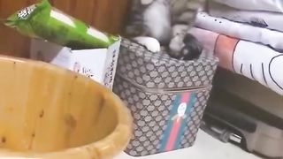 FunnyandFunny new cat's and dog videos