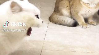 Angry Cats