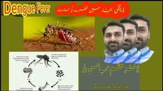 Symptoms of Dengue Fever