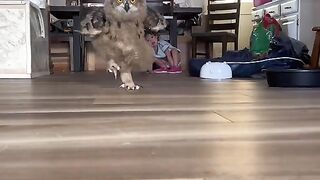 Funny Owl