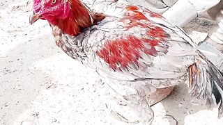Fighter Aseel Murgha For Sale