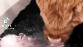 Cute Calf