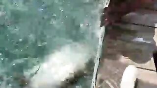 Great fish