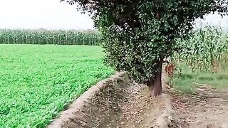 Enjoy