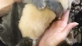 Hey-one-in-a-million-love-pets-cats-pupp_72.