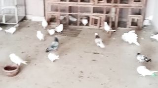 My pigeons breeding setup