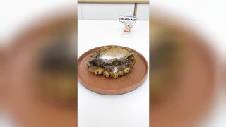 Cats make food 2023 "That Little Puff" Tiktok Compilation
