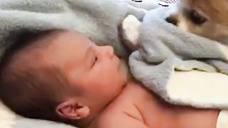 Wholesome moment of puppy covering baby boy