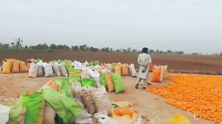 Corn farming ???????? benefits to farmers with great potential.