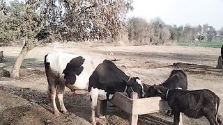My village animal buffalow and cow