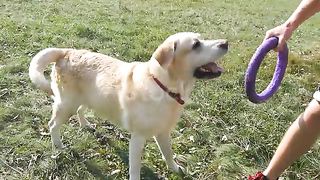 cute dog