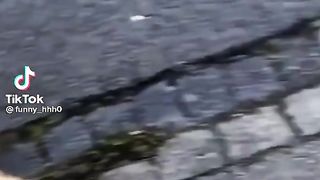 Funny Animals