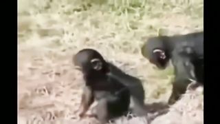 FunnyAnimals;Funnyvideo.