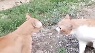 How cats react to each other ?!!