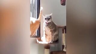 Cats and dog funny clips