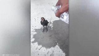 Animals Asked People For Help  Kindness(720P_HD).