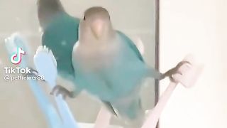 Lovebird
