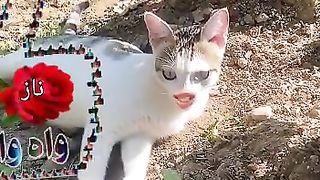 tum tu bare dhoky baz ho