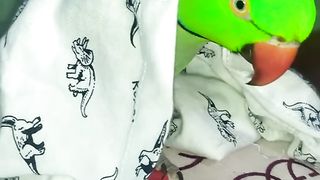 Parrot