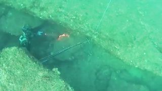 Spearfishing