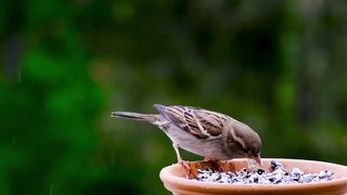 Sparrow in Nature