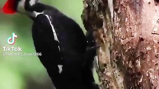 Cute Bird.