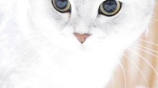 most beautiful cats in the world